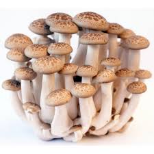 Mushroom Shimeji Brown - Punnet