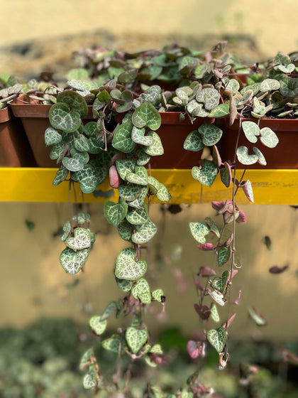 String of Hearts plants