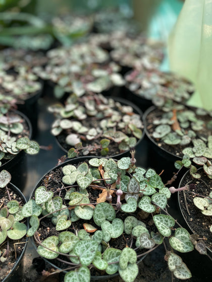 String of Hearts plants