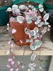 String of Hearts plant, Variegated