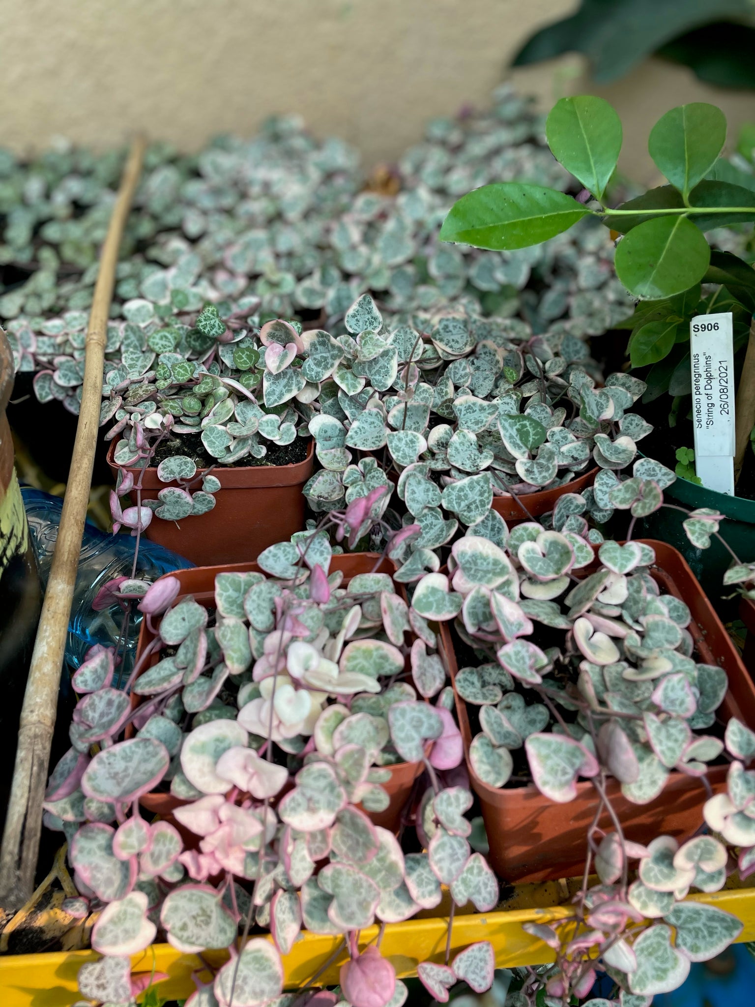 String of Hearts plant, Variegated