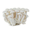 Mushroom Shimeji White - punnet
