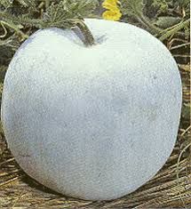 Winter / Honeydew Melon - Each