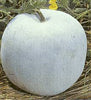 Winter / Honeydew Melon - Each