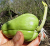 Chayote Fruit / Shu Shu - Each