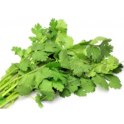 Herb, Coriander / Danja - 50g