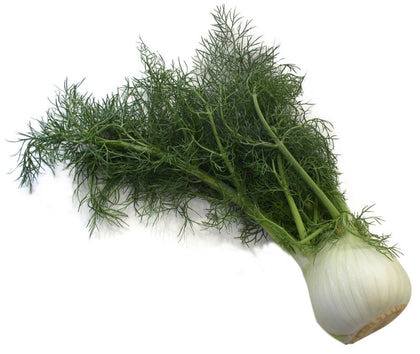 Fennel Bulb - Each