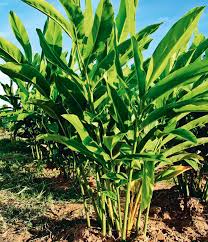 Galangal Plant (Thai Ginger)