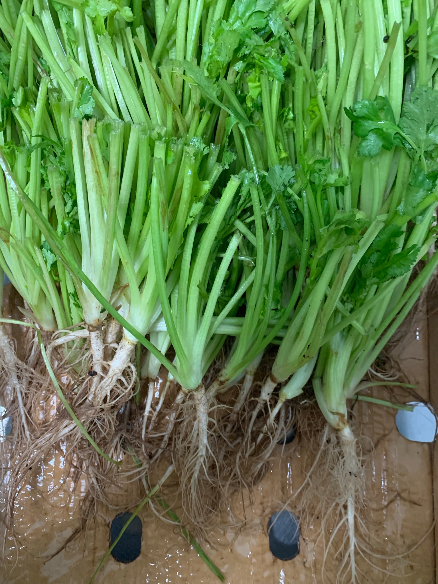 Herb, Danya Root & Stem