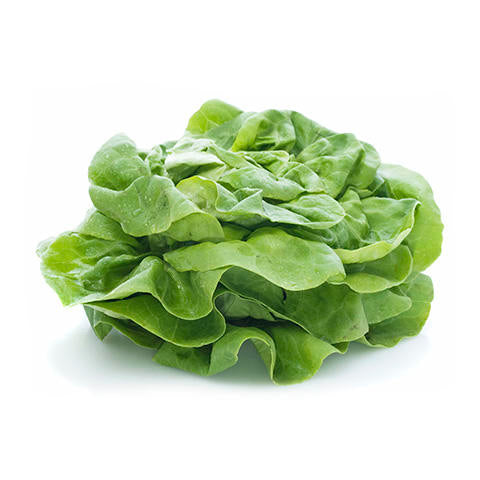 Lettuce, Butter, 200g prepack